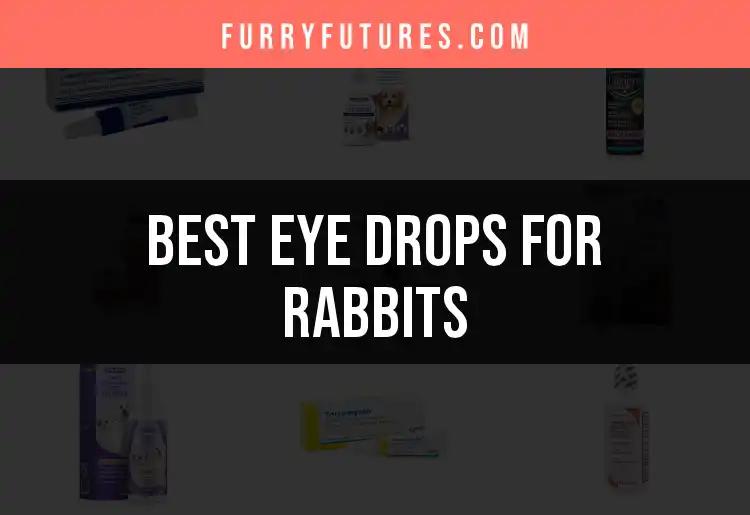 16 Best Eye Drops for Rabbits: Clear Vision Ahead