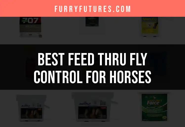 13 Best Feed Thru Fly Control Options for Your Horses