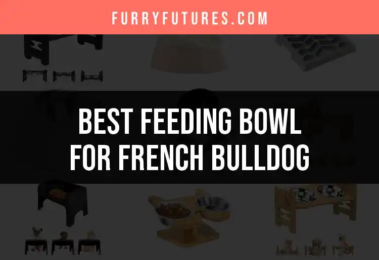 16 Best Feeding Bowls for Your French Bulldog