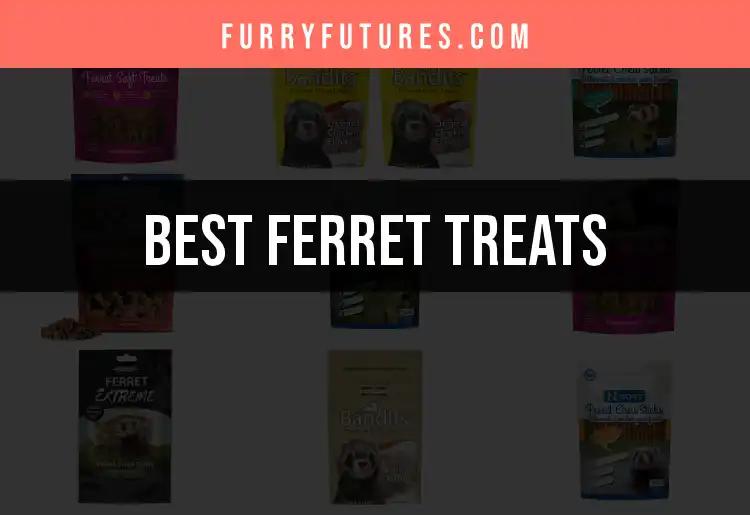 10 Irresistible Ferret Treats Your Pet Will Love