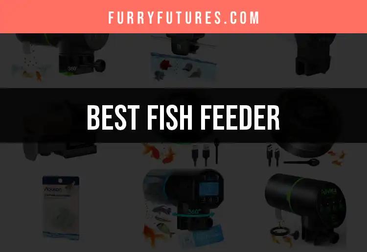 13 Top Fish Feeders to Keep Your Aquatic Friends Happy