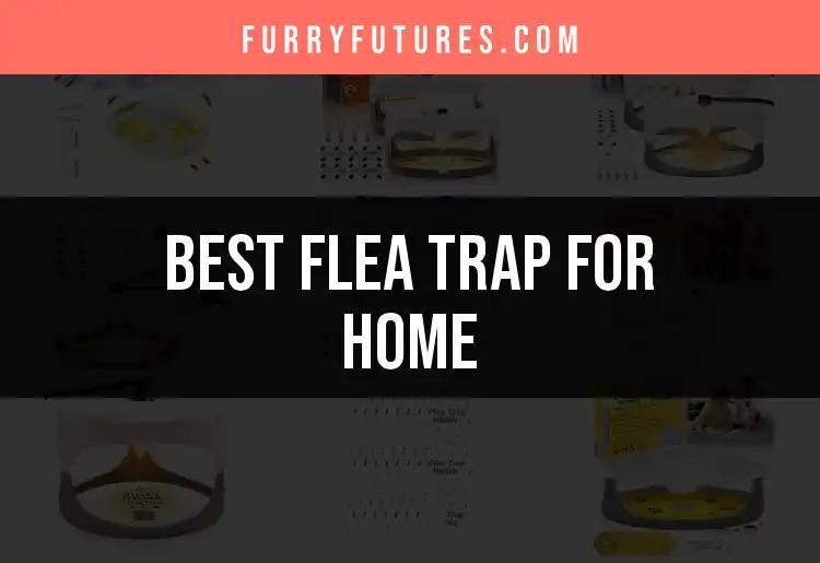 15 Best Flea Traps for Home: Quick Solutions for Pests