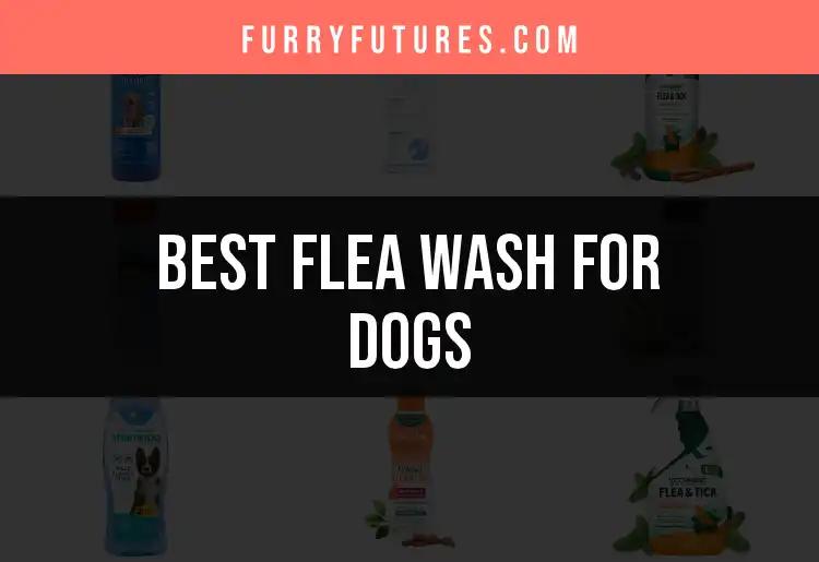 15 Best Flea Washes for Dogs: Quick Solutions Unleashed