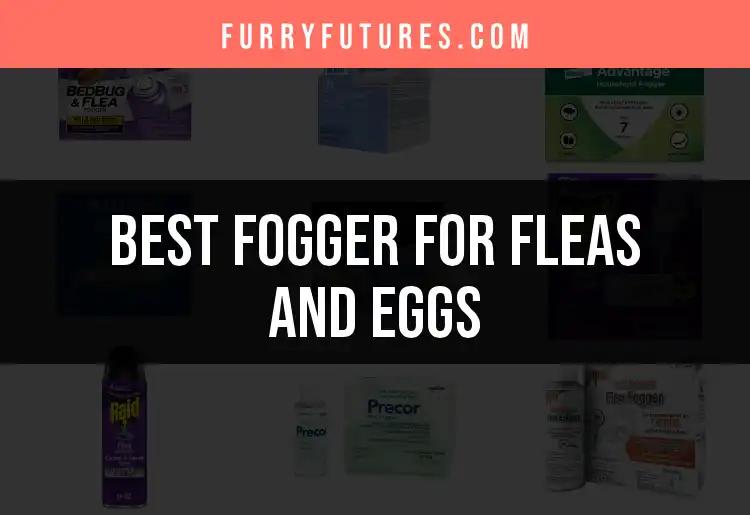 17 Best Foggers for Fleas and Eggs You Can Trust