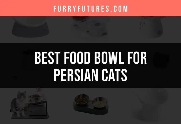14 Best Food Bowls for Persian Cats: Top Picks for Style