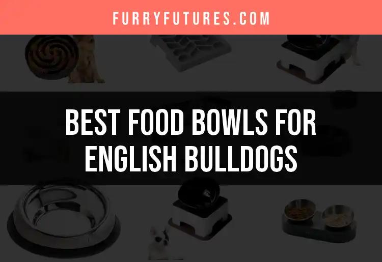 15 Best Food Bowls for English Bulldogs Reviewed
