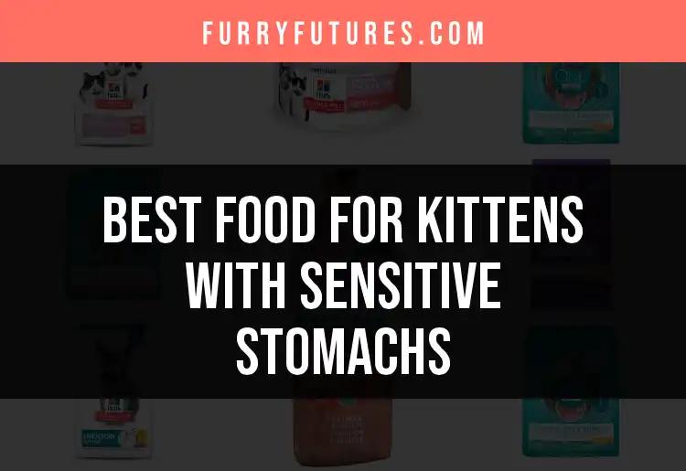 14 Best Foods for Kittens With Sensitive Stomachs