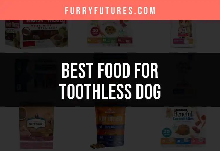 15 Best Foods for Toothless Dogs to Keep Them Happy