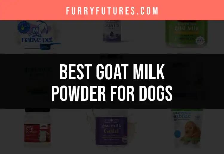 12 Best Goat Milk Powder for Dogs You Need to Try