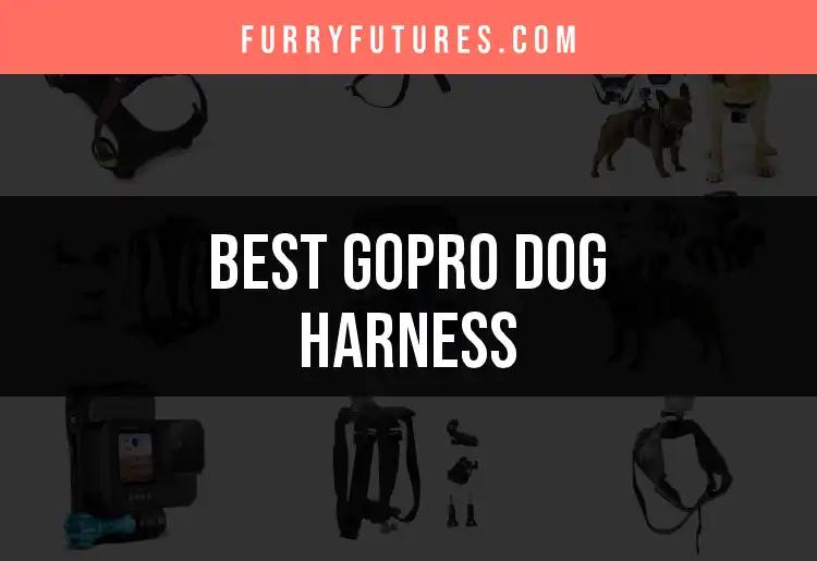 13 Best GoPro Dog Harnesses for Adventurous Pups