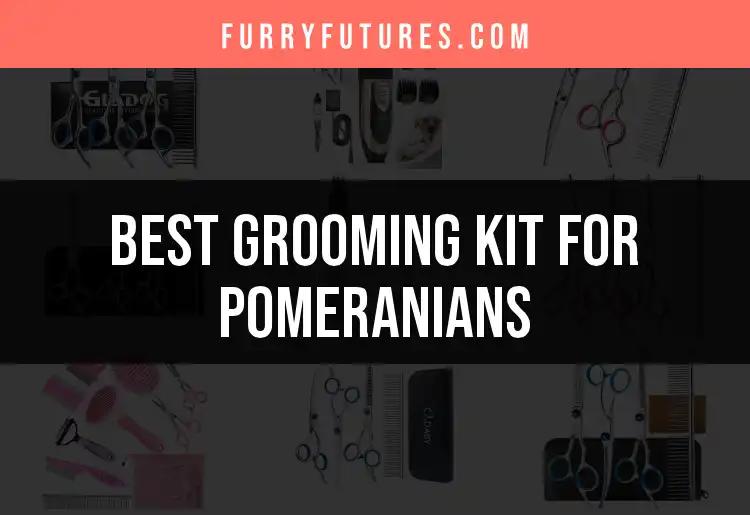 17 Best Grooming Kits For Pomeranians You Need To Try