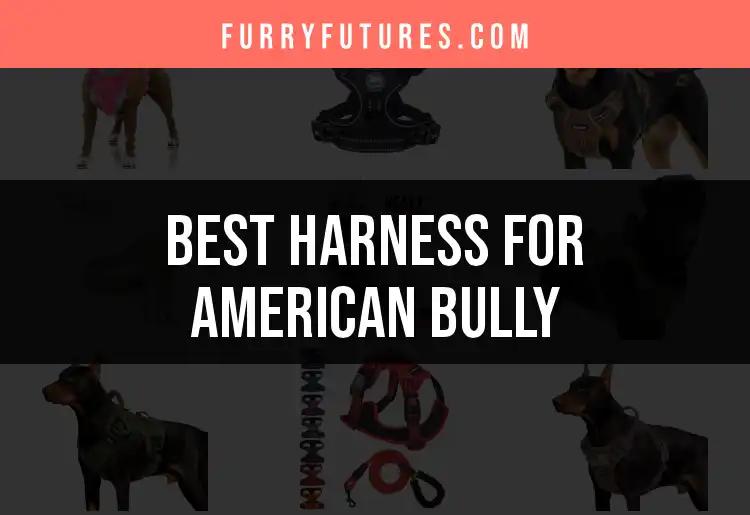 15 Best Harnesses for American Bully Owners