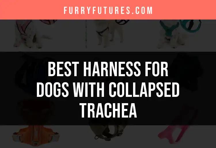 12 Best Harnesses for Dogs with Collapsed Trachea