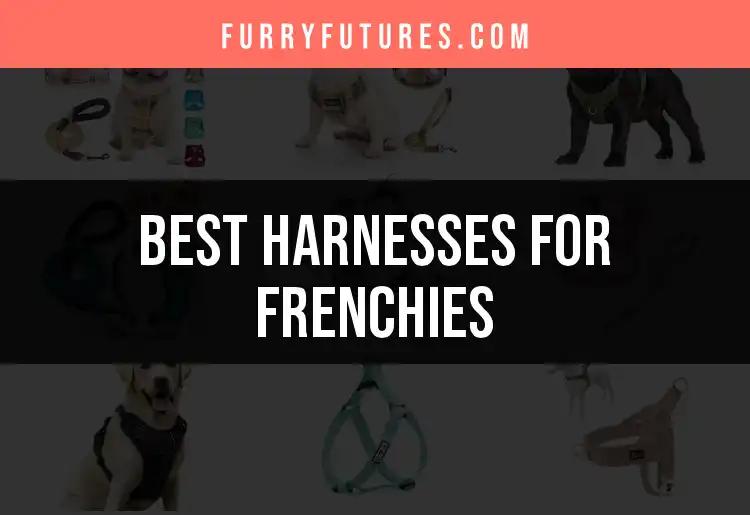14 Best Harnesses for Frenchies: Find Your Perfect Fit