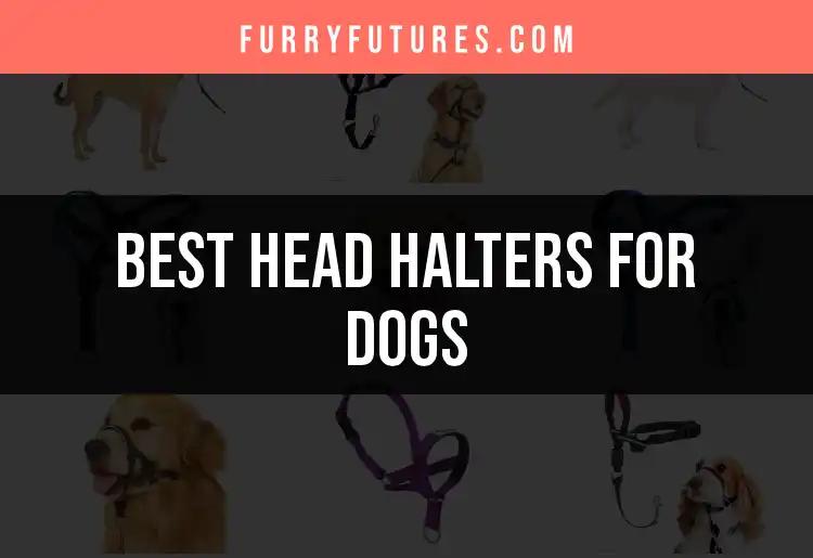 Top 10 Head Halters for Dogs You Need to Try