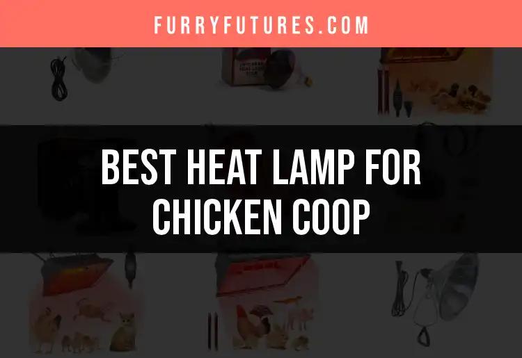 12 Best Heat Lamps for Chicken Coop Comfort