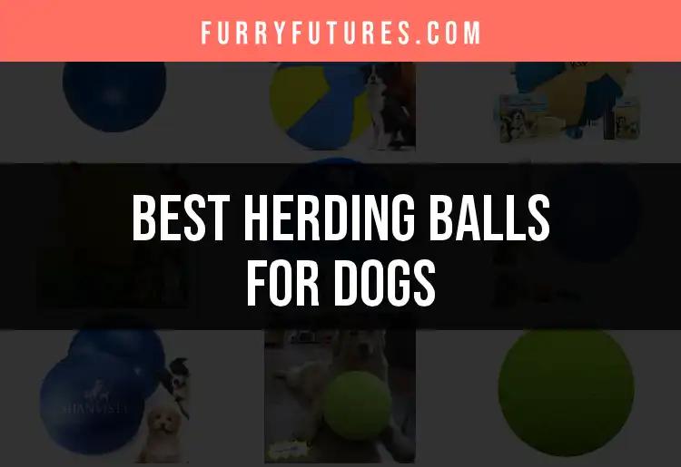 12 Best Herding Balls for Dogs to Keep Them Engaged