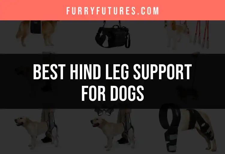 16 Best Hind Leg Support for Dogs: Quick Picks for Paws