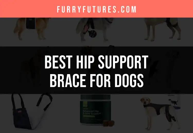14 Best Hip Support Braces for Dogs You Need to See