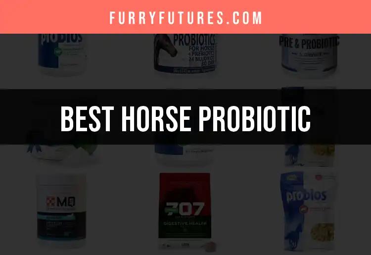 Top 12 Horse Probiotics for Happy, Healthy Horses