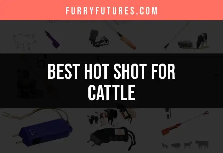 13 Hot Shots for Cattle: Your Essential Guide