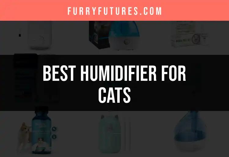 15 Best Humidifiers for Cats to Keep Them Comfortable