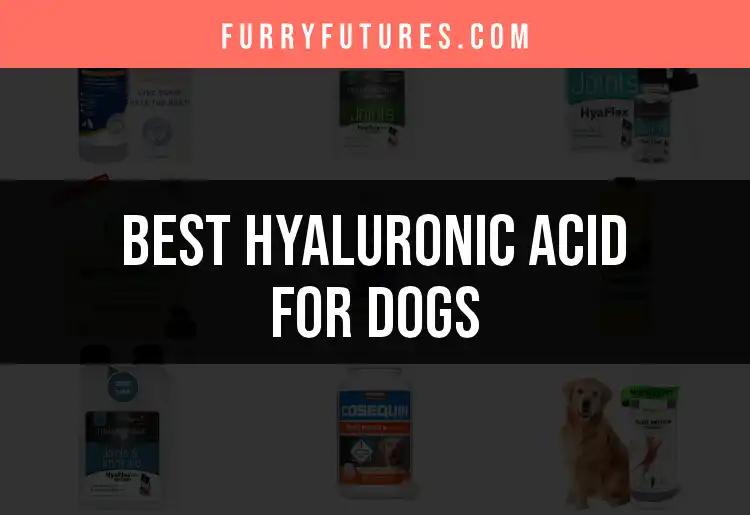 15 Best Hyaluronic Acid Products for Dogs
