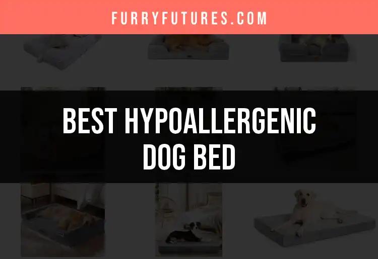18 Hypoallergenic Dog Beds for Happy, Healthy Pups
