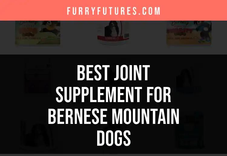 17 Best Joint Supplements for Bernese Mountain Dogs