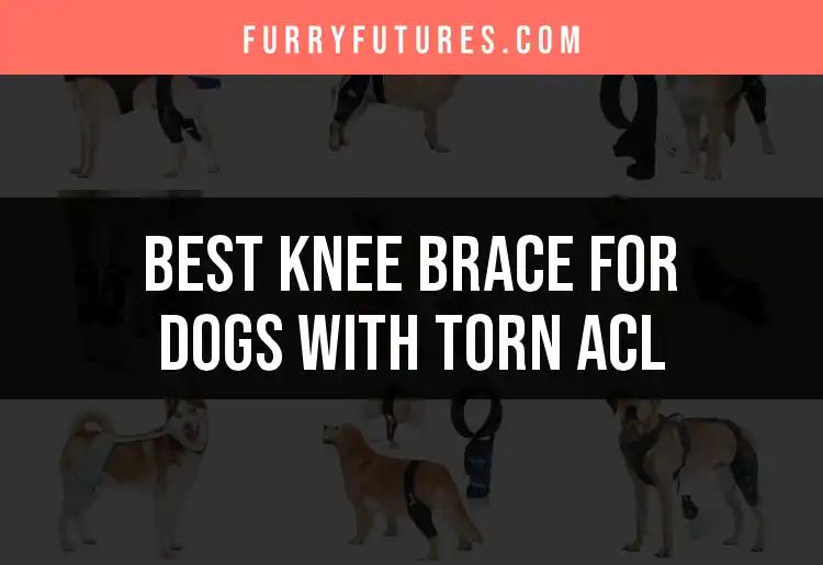 11 Best Knee Braces for Dogs With Torn ACLs