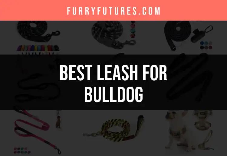 14 Best Leashes for Bulldogs to Keep Them Safe and Stylish