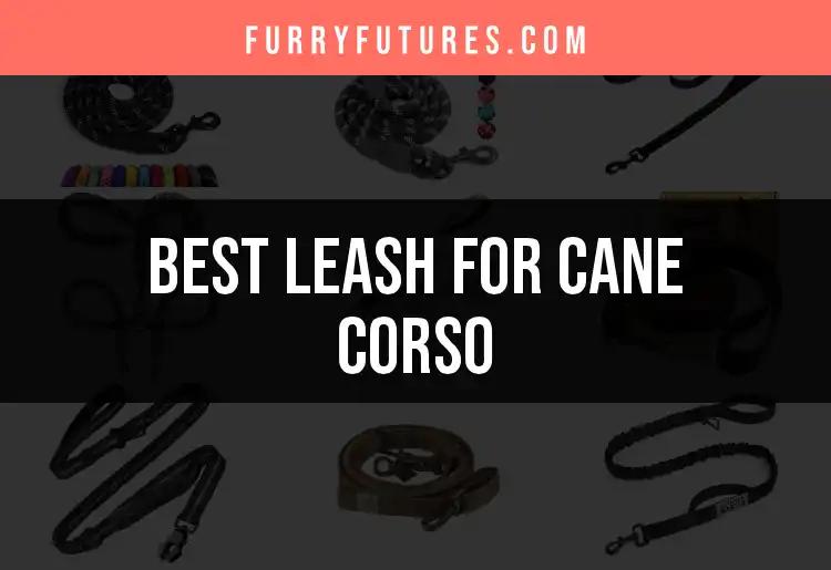 15 Must-Have Leashes for Your Cane Corso