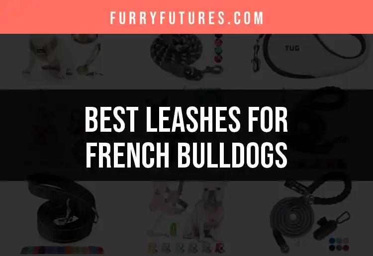 15 Best Leashes for French Bulldogs: Top Picks Reviewed