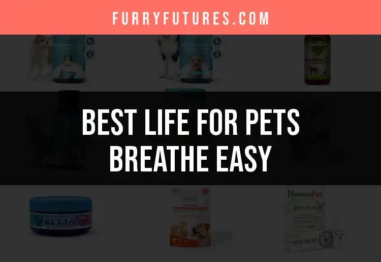 12 Ways Life for Pets Breathe Easy With Fresh Air Options