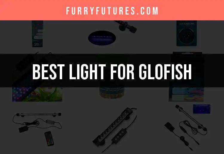 15 Lights for Glofish That Brighten Your Aquarium
