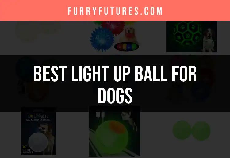 11 Best Light Up Balls for Dogs to Spark Joy