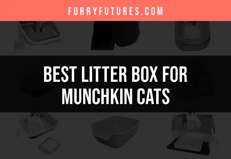 17 Best Litter Boxes for Munchkin Cats Unleashed