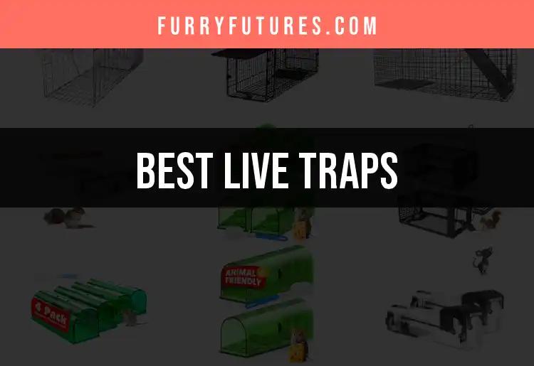 17 Live Traps That Make Catching Pests Effortless