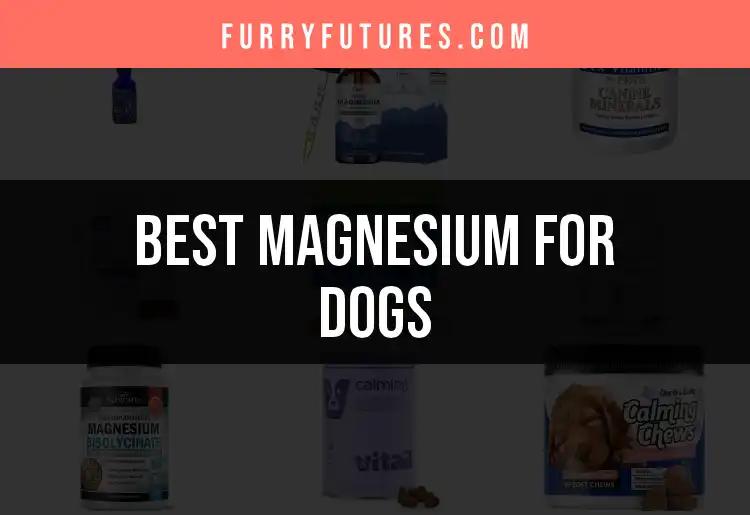 17 Must-Know Magnesium Options for Dogs