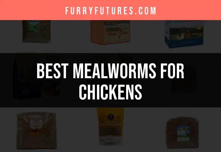 13 Best Mealworms for Chickens to Boost Their Health