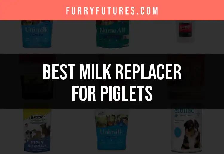 Top 12 Milk Replacers for Happy, Healthy Piglets