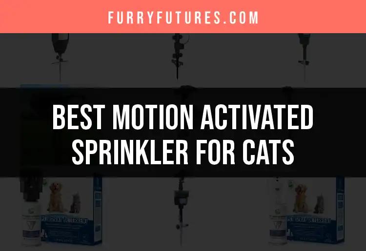 17 Best Motion Activated Sprinklers for Cats to Deter Unwanted Visits