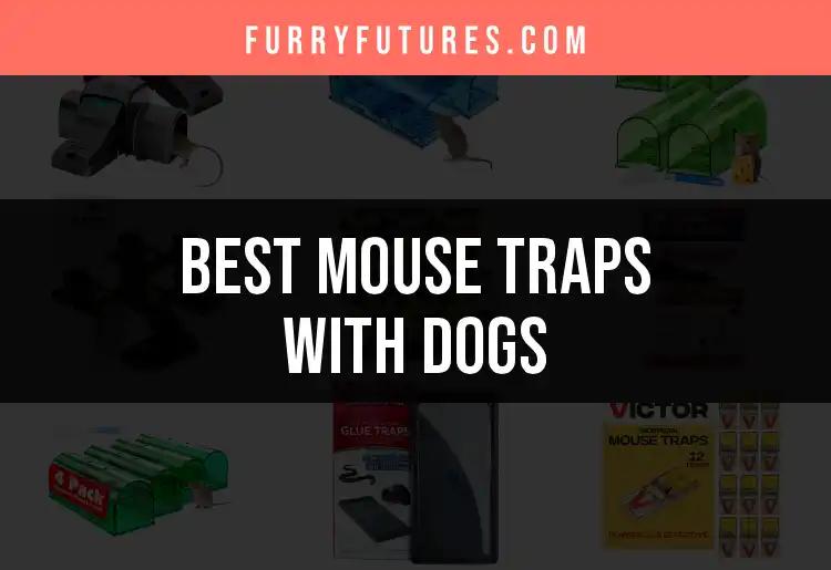 18 Dog-Safe Mouse Traps That Keep Paws and Pests Apart