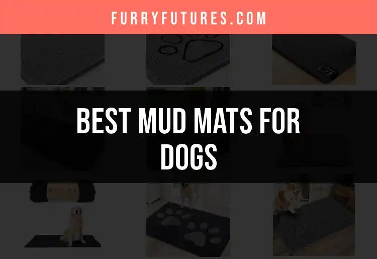 Top 10 Mud Mats for Dogs That Keep Your Home Clean