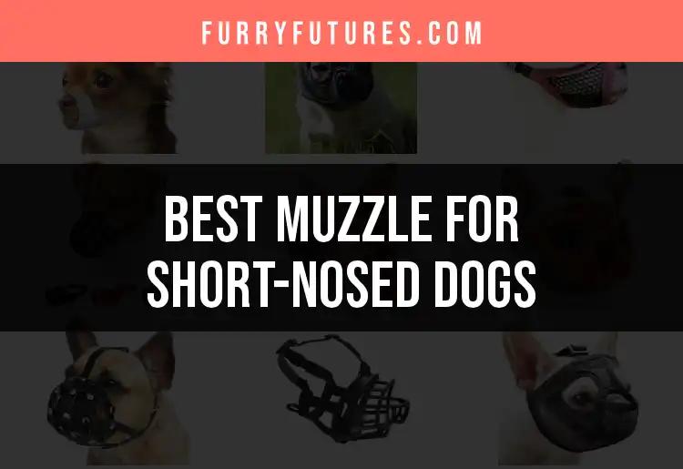 14 Best Muzzles for Short-Nosed Dogs You Should Consider