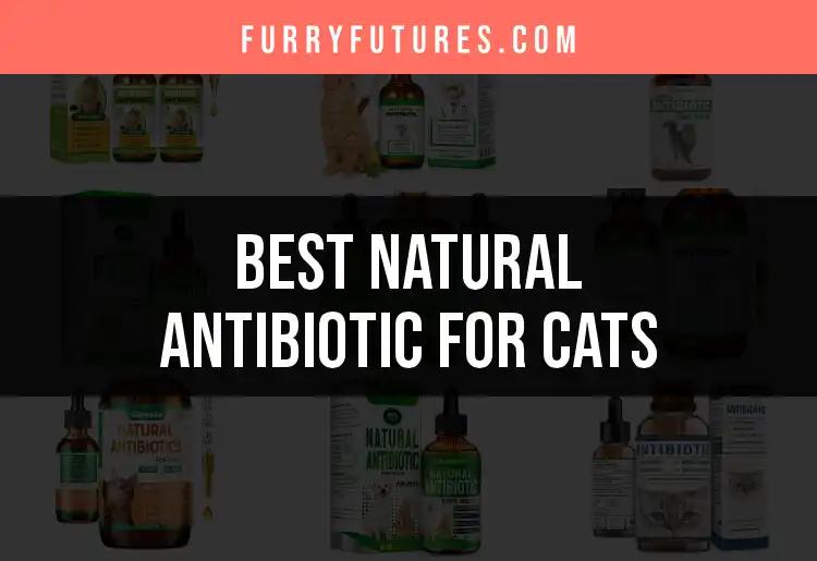 13 Natural Antibiotics for Cats: Top Picks for Healing