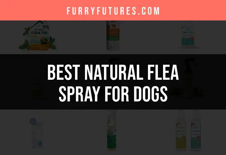 12 Top Natural Flea Sprays for Dogs You Need to Try