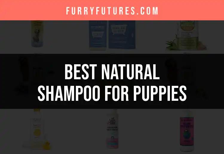 18 Best Natural Shampoos for Puppies to Keep Them Clean