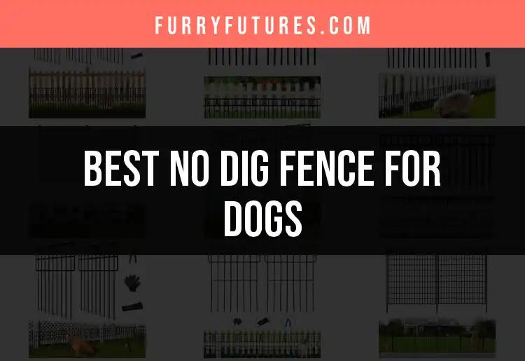 Top 10 No Dig Fences for Dogs: A Guide to Freedom