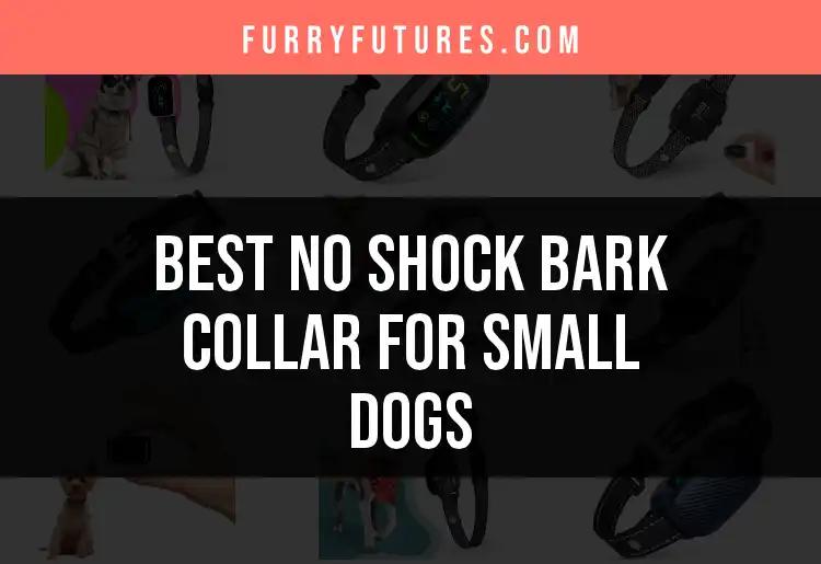 16 No Shock Bark Collars for Small Dogs You Can Trust